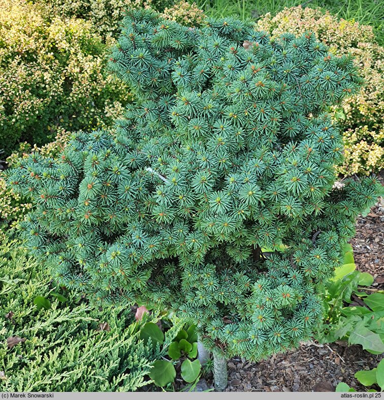 Picea pungens Mrs Cesarini