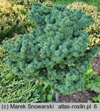 Picea pungens Mrs Cesarini