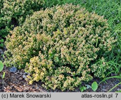 Berberis thunbergii Goldalita