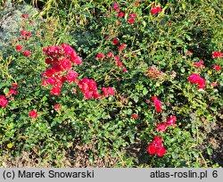 Rosa hort. KORstesgli