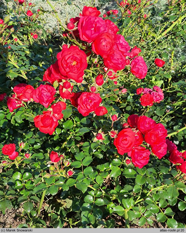 Rosa hort. KORstesgli