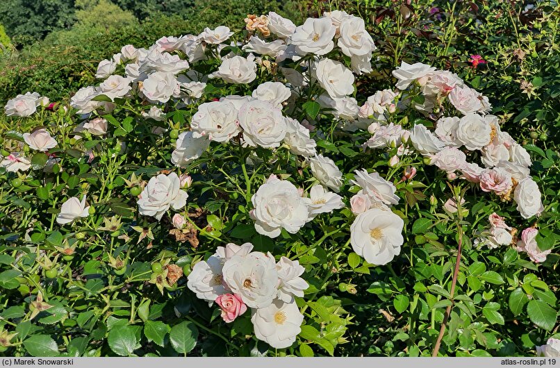 Rosa hort. Aspirin Rose