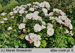 Rosa hort. Aspirin Rose