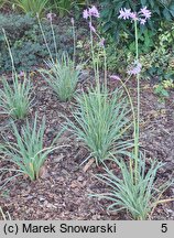 Tulbaghia violacea Variegata