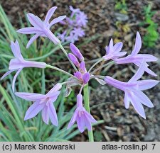 Tulbaghia violacea Variegata