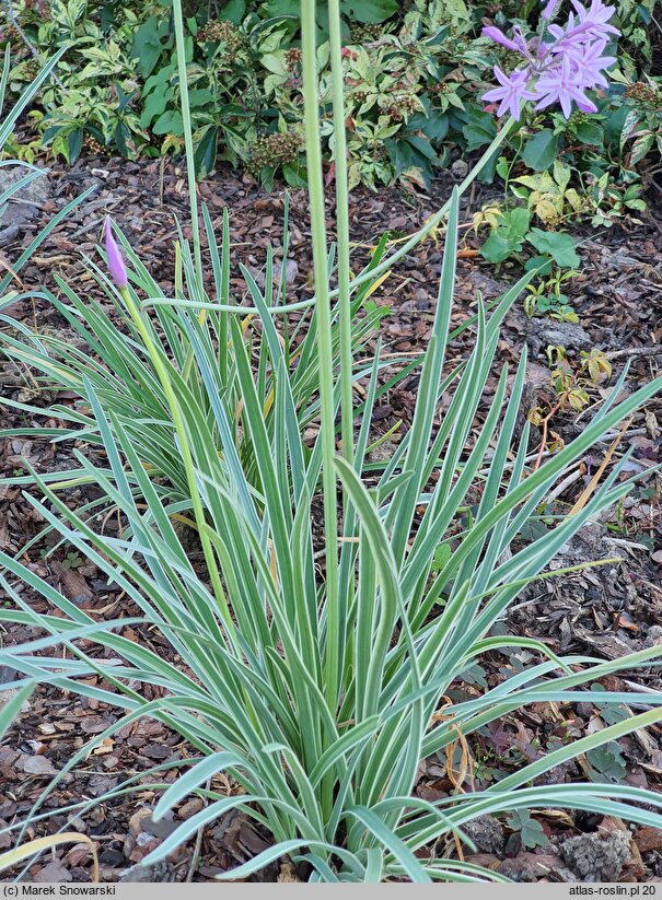 Tulbaghia violacea Variegata