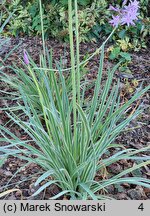 Tulbaghia violacea Variegata