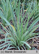 Tulbaghia violacea Variegata