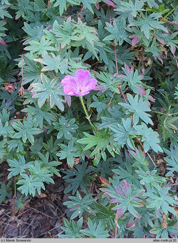 Geranium psilostemon (bodziszek armeński)