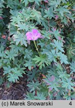 Geranium psilostemon (bodziszek armeński)