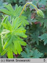 Geranium psilostemon (bodziszek armeński)