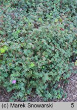 Geranium psilostemon (bodziszek armeński)