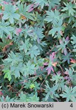 Geranium psilostemon (bodziszek armeński)