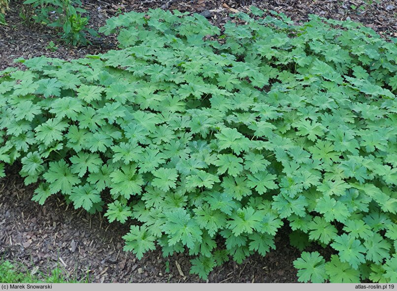 Geranium hort. Sirak