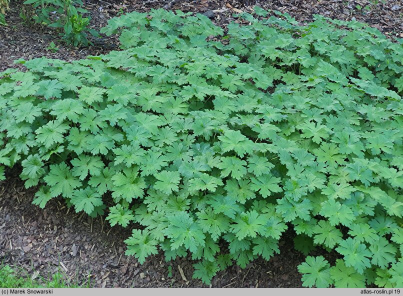 Geranium Sirak