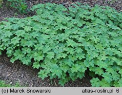 Geranium Sirak