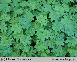 Geranium hort. Sirak