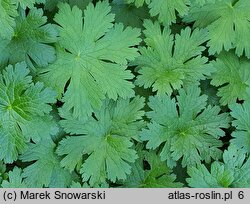 Geranium hort. Sirak
