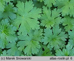 Geranium Sirak