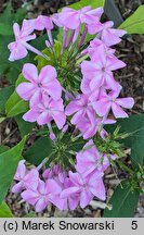 Phlox paniculata Mrs. Ethel Prichard