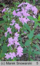 Phlox paniculata Mrs. Ethel Prichard