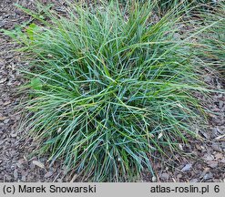 Sesleria caerulea (sesleria błotna)