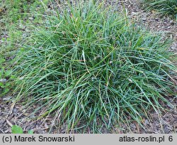 Sesleria caerulea (sesleria błotna)