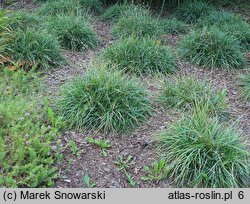 Sesleria caerulea (sesleria błotna)