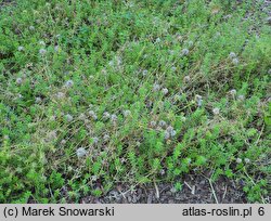 Phuopsis stylosa (kozłówka długoszyjkowa)