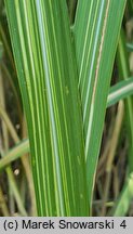 Miscanthus sinensis Jubilaris