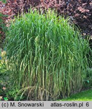 Miscanthus sinensis Jubilaris