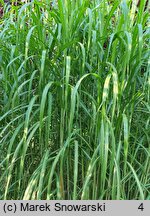 Miscanthus sinensis Jubilaris