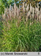 Miscanthus Radków