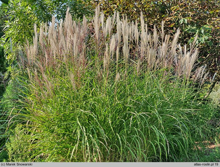 Miscanthus Radków