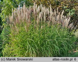 Miscanthus Radków