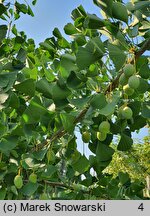 Ginkgo biloba King of Dongting