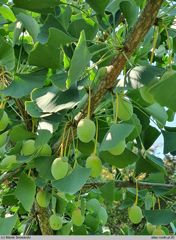 Ginkgo biloba King of Dongting