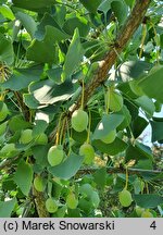 Ginkgo biloba King of Dongting