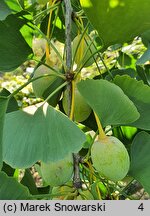 Ginkgo biloba King of Dongting