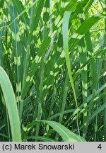 Miscanthus sinensis Giraffe