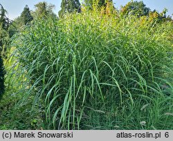 Miscanthus sinensis Giraffe