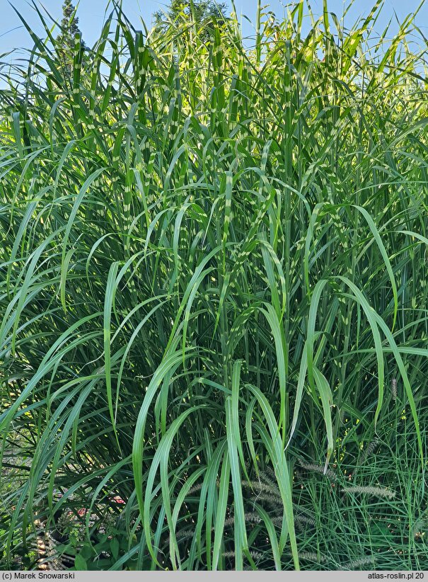 Miscanthus sinensis Giraffe