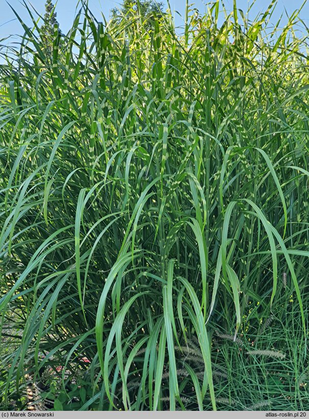 Miscanthus sinensis Giraffe