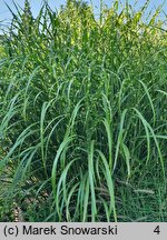 Miscanthus sinensis Giraffe