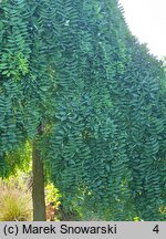 Styphnolobium japonicum Pendula