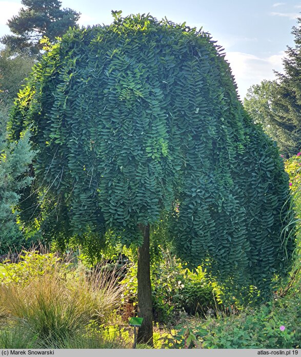 Styphnolobium japonicum Pendula