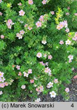 Potentilla fruticosa Floppy Disc