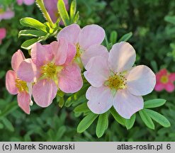 Potentilla fruticosa Floppy Disc