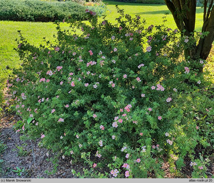 Potentilla fruticosa Floppy Disc