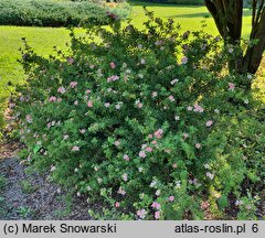 Potentilla fruticosa Floppy Disc